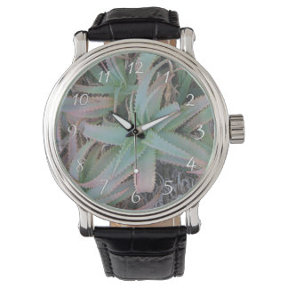 Nevada succulents           watch