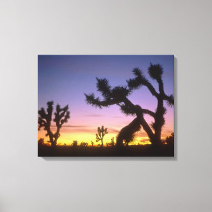 NEVADA. USA. Joshua trees Yucca brevifolia) Canvas Print