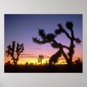 NEVADA. USA. Joshua trees Yucca brevifolia) Poster