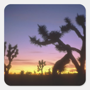 NEVADA. USA. Joshua trees Yucca brevifolia) Square Sticker