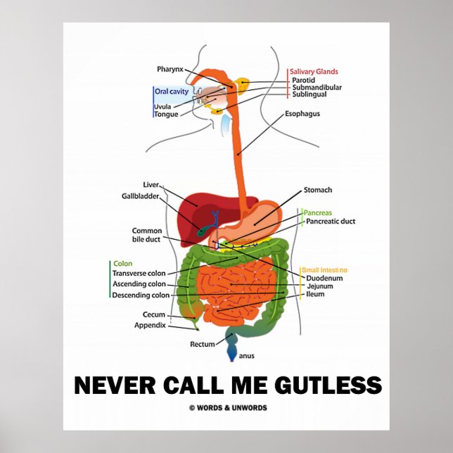 Never Call Me Gutless (Digestive System Humour) Poster (Front)
