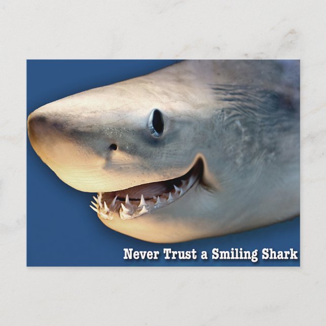 Never Trust a Smiling Shark Postcard (Front)