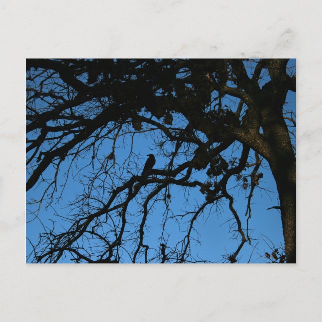 Nevermore Postcard (Front)