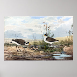 Neville HP Cayley Masked Lapwing Vintage Poster