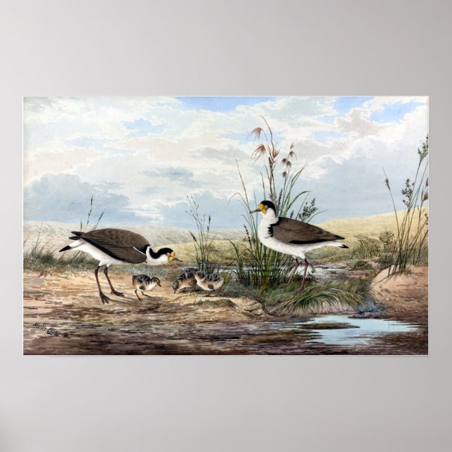 Neville HP Cayley Masked Lapwing Vintage Poster (Front)