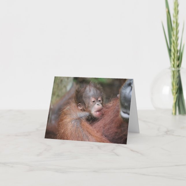 New Baby Orangutan, Son of Akmad Card (Front)