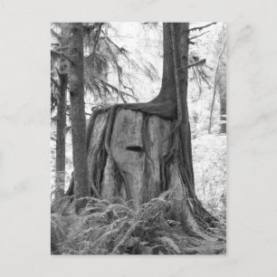 New Beginnings (b&w) Postcard