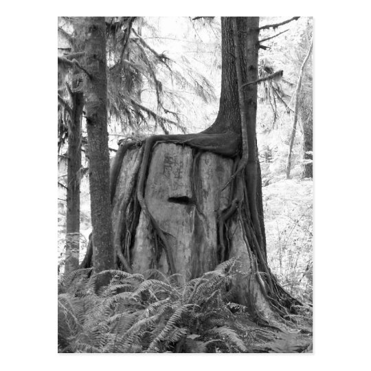 New Beginnings (b&w) Postcard