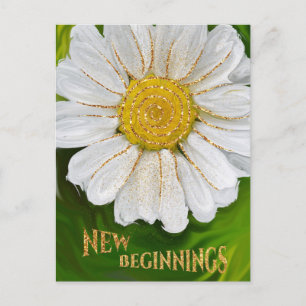New Beginnings - Daisy flower power Postcard