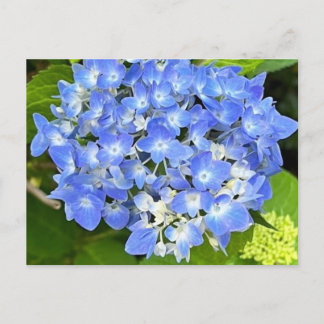 New Bloom Hydrangea Postcard