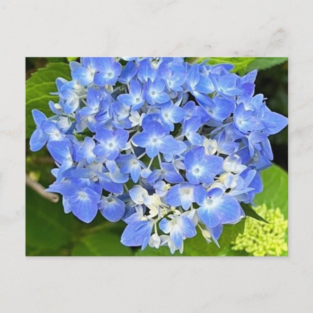 New Bloom Hydrangea Postcard (Front)