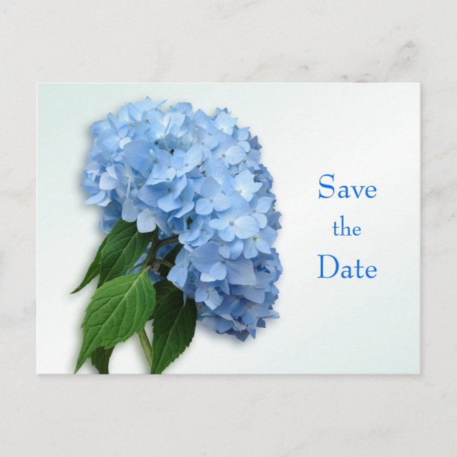 New Blue Hydrangea Wedding Save the Date Postcard (Front)