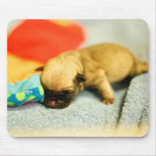 New Born Baby Pug Dog Mouse Mat