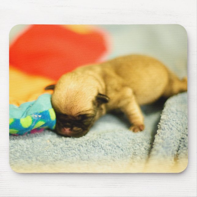 New Born Baby Pug Dog Mouse Mat (Front)