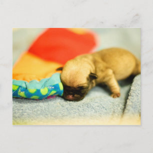 New Born Baby Pug Dog Postcard