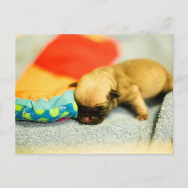 New Born Baby Pug Dog Postcard (Front)