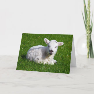 New born cute lamb on green grass card