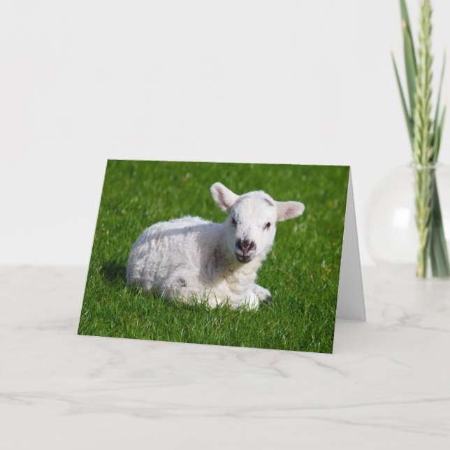 New born cute lamb on green grass card (Front)