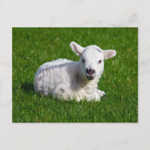 New born cute lamb on green grass postcard