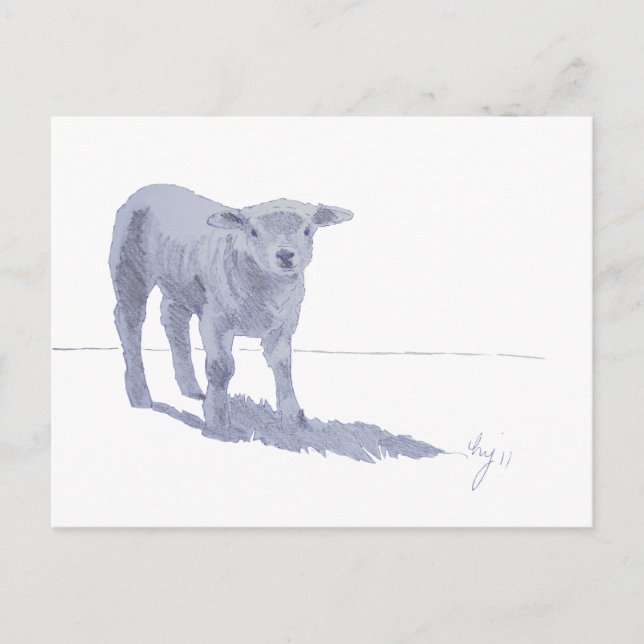 New born lamb pencil sketch postcard (Front)