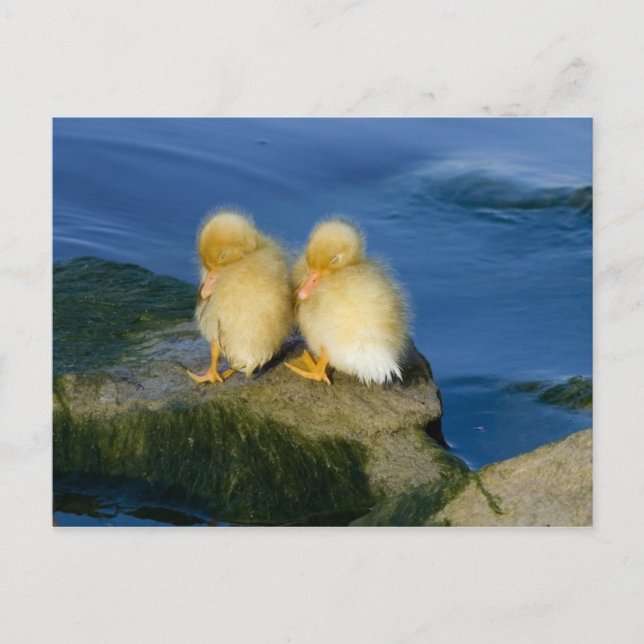 New Born Postcard (Front)
