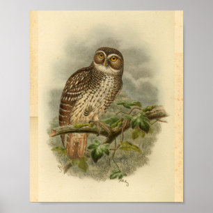 New Britain Hawk Owl Bird Colour Vintage Print
