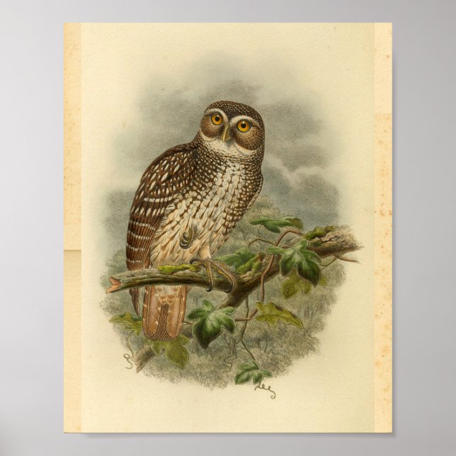 New Britain Hawk Owl Bird Colour Vintage Print (Front)