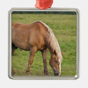 New Brunswick, Canada. Horse in field. Metal Tree Decoration