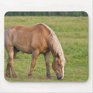New Brunswick, Canada. Horse in field. Mouse Mat
