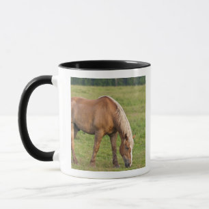 New Brunswick, Canada. Horse in field. Mug