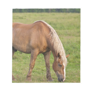New Brunswick, Canada. Horse in field. Notepad