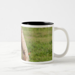 New Brunswick, Canada. Horse in field. Two-Tone Coffee Mug