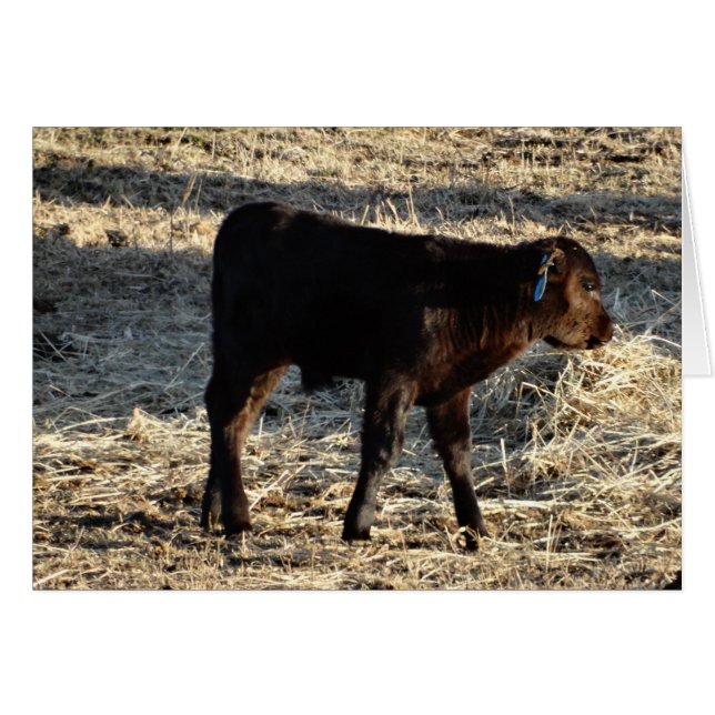 New Calf (Front Horizontal)