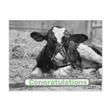 New Calf Baby Congratulations Postcard