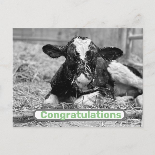 New Calf Baby Congratulations Postcard (Front)