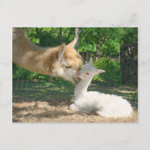 New Cria Postcard