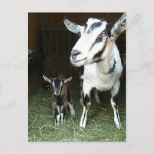New Doeling with Mum Goat Postcard