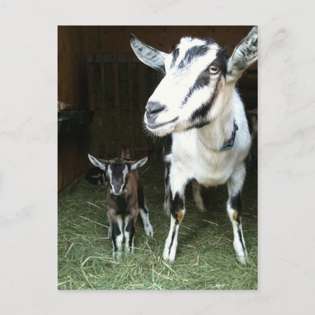 New Doeling with Mum Goat Postcard (Front)