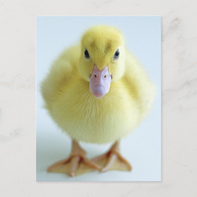 New Duckling Postcard (Front)