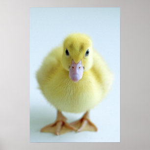 New Duckling Poster