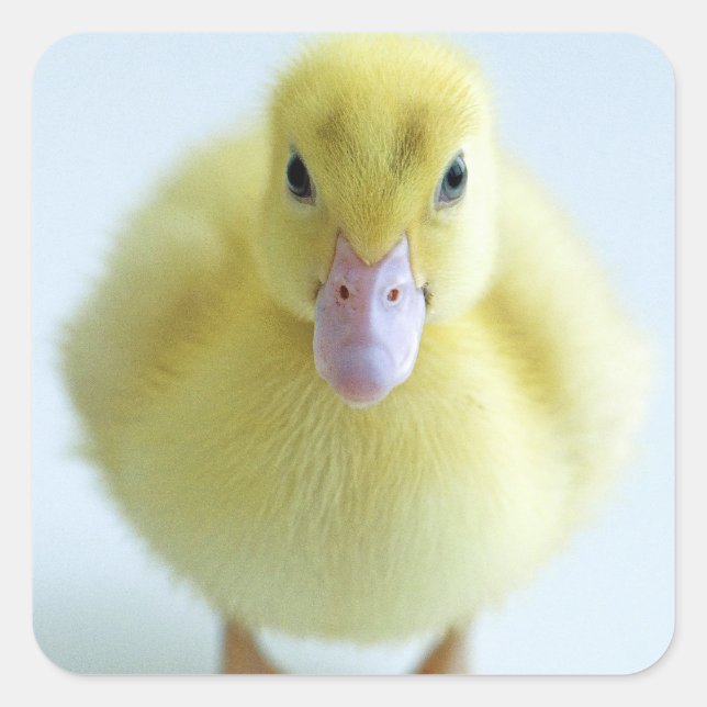 New Duckling Square Sticker (Front)