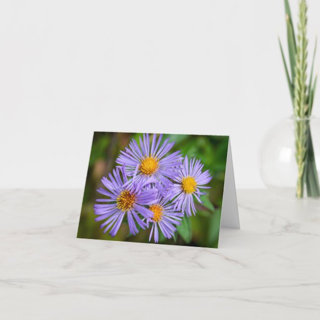 New England Aster Card (Front)