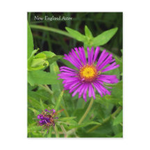 New England Aster Symphotrichum Postcard