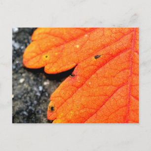 New England Autumn Postcard