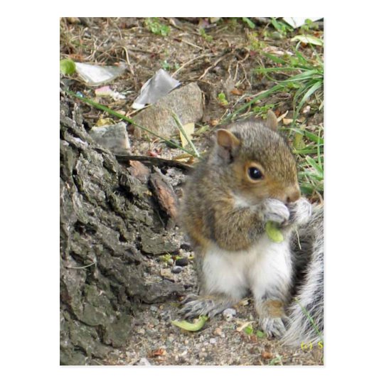 new england squirrel enjoying a tasty snack postcard