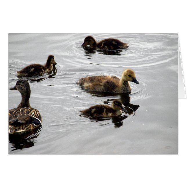 New Family (Front Horizontal)