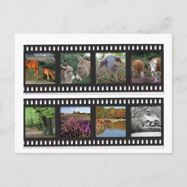 New Forest filmstrip postcard (Front)