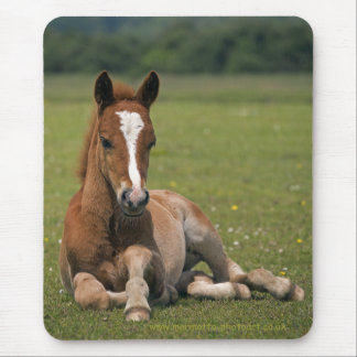 New Forest Foal Mousemat