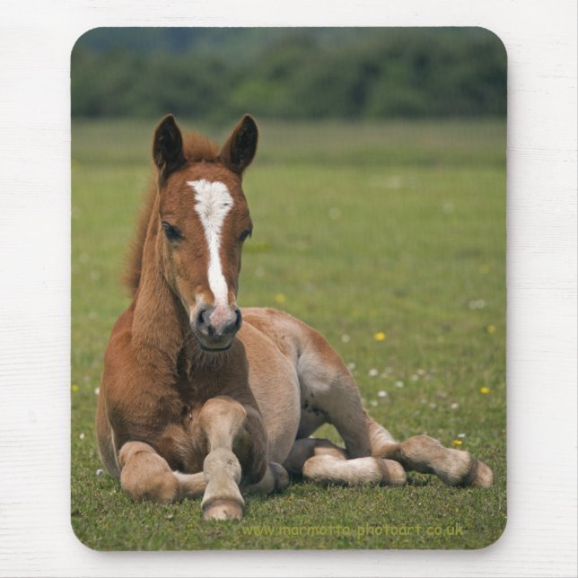 New Forest Foal Mousemat (Front)