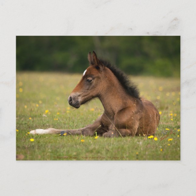 New forest foal postcard (Front)